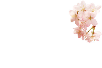 Fototapeta na wymiar Spring floral background. Sakura flowers isolated on white background.