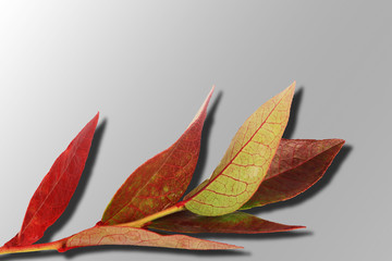 Autumn branch with red leaves isolated on a gray background. Gradient. Shadow. Top view.
