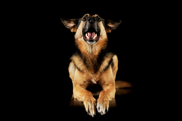 Studio shot of an adorable German shepherd