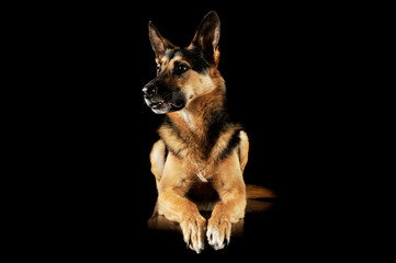 Studio shot of an adorable German shepherd