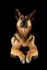 Studio shot of an adorable German shepherd