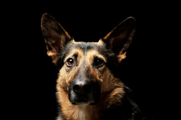 Portrait of an adorable German shepherd
