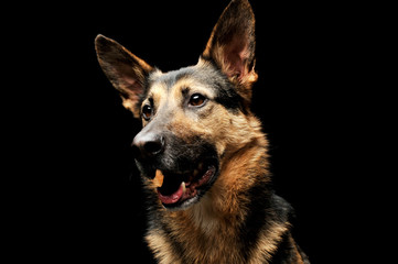 Portrait of an adorable German shepherd