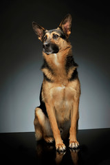 Studio shot of an adorable German shepherd