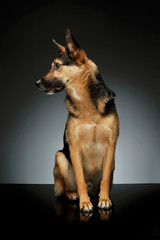 Studio shot of an adorable German shepherd