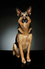 Studio shot of an adorable German shepherd