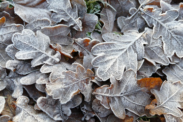 Frost covered leaves of trees on the ground in the snowy winter day.