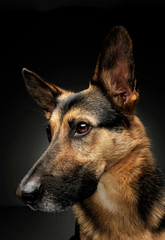 Portrait of an adorable German shepherd