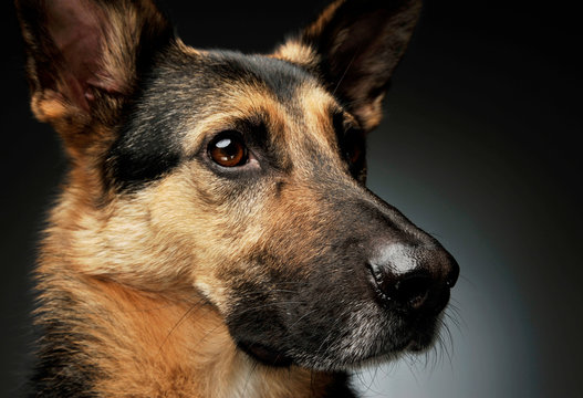 Portrait of an adorable German shepherd