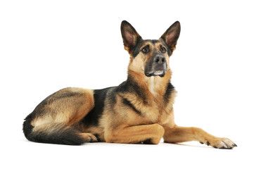 Studio shot of an adorable German shepherd
