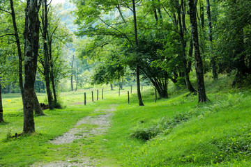Prato verde sul sentiero delle meraviglie, Canton Ticino 