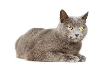 Studio shot of an adorable British shorthair cat