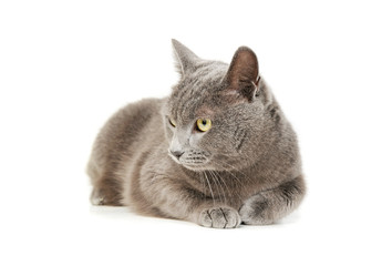 Studio shot of an adorable British shorthair cat