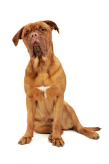 Studio shot of an adorable Cane corso italiano