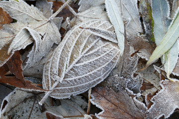 Frost covered leaves of trees on the ground in the snowy winter day.