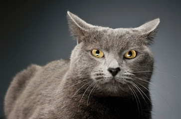 Studio shot of an adorable British shorthair cat
