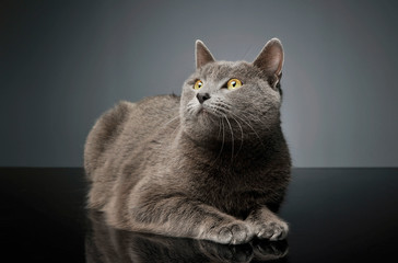 Studio shot of an adorable British shorthair cat