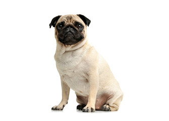Fototapeta premium Studio shot of an adorable Pug