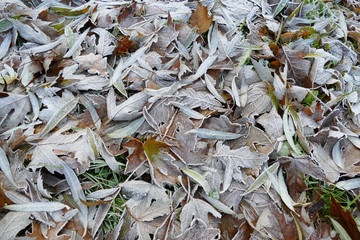 Frost covered leaves of trees on the ground in the snowy winter day.