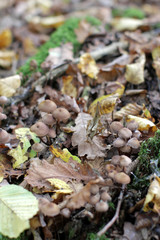 haymaker mushrooms with autumn leaves on log for natural compost