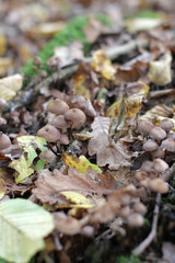 woods fungi with autumn leaves on log for natural soil