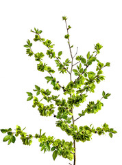  Spring blossoming elm tree branch close up, isolated on white background