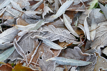 Frost covered leaves of trees on the ground in the snowy winter day.