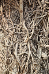 tree trunk with roots