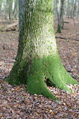 mossy well rooted oak tree in beautiful woods in autumn