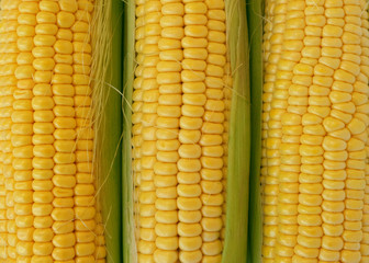 Yellow sweet Corn, close up