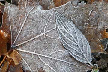 Frost covered leaves of trees on the ground in the snowy winter day.