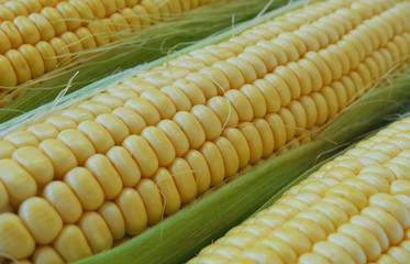 Yellow sweet Corn, close up