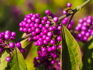 Closeup of the purple berries of Callicarpa bodinieri