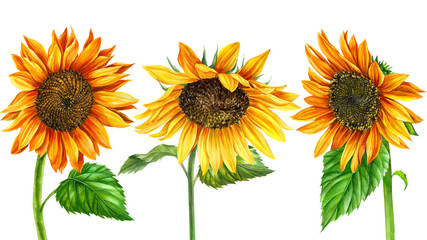 sunflower on an isolated white background, hand drawing, flowers illustration