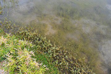 green grass and water