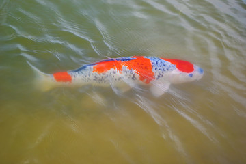 koi fish in pond