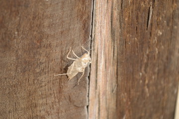 wood texture background