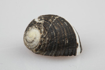 진화의 증거들-조개