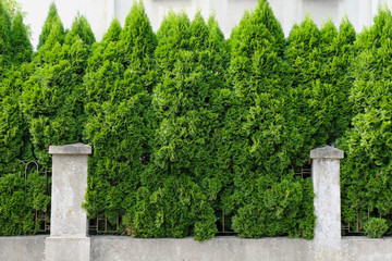 green fence near the house. landscape design