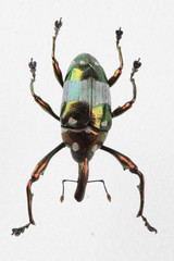 다양한 곤충들-진화의 증거