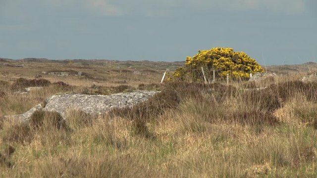 Steady, wide shot of dry fields full of tall grass and yellow hypericum plants.