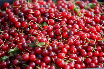 Natural background with red cherry fruits
