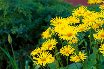 Large bright yellow flowers in the garden against the backdrop of green