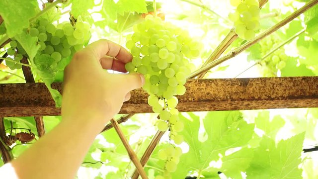 รูปภาพKish-Mish – เลือกดูภาพถ่ายสต็อก เวกเตอร์ และวิดีโอ139 | Adobe Stock