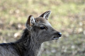 Sika Hirsch