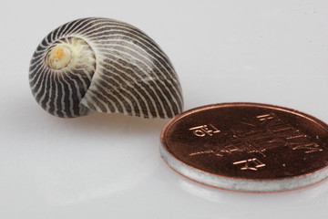 옛날엔 조개가 화폐였다