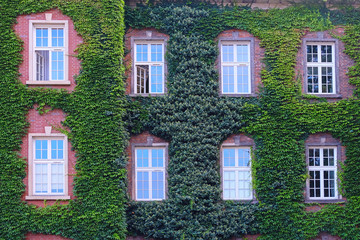 walls, windows, of a house overgrown with greenery
