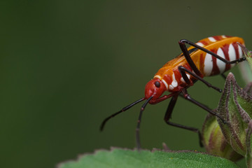 Macro bugs and insects world. Nature in spring concept.