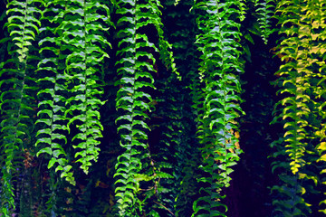Dark forest overgrown with fern (Polypodiophyta). Natural grass background. Green leafs of fern...