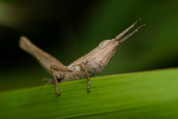 Macro photo of brown grasshopper holding onto a green grass. Macro bugs and insects world. Nature in spring concept.